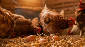 Gallinas ponedoras